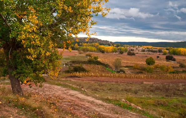 Осень, деревья, поля, Испания, Castille la Mancha