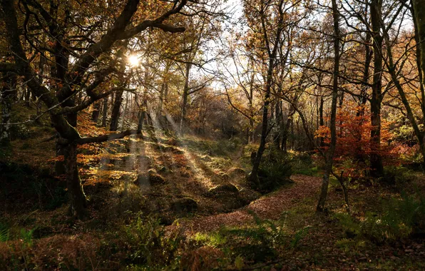 Картинка лес, деревья, лучи солнца