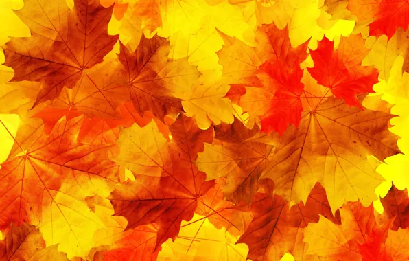 Осень, листья, кленовые листья, дубовые листья