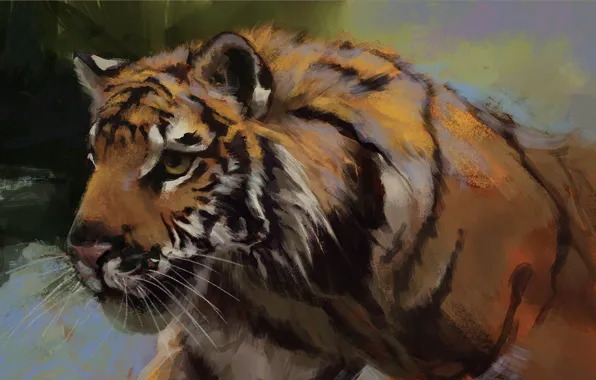 Взгляд, морда, тигр, зверь, tiger