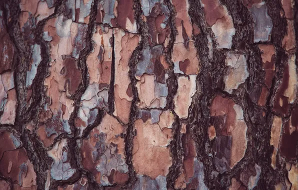 Картинка дерево, текстура, кора