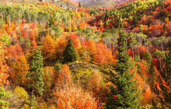 Картинка осень, лес, деревья, горы, холмы, склон
