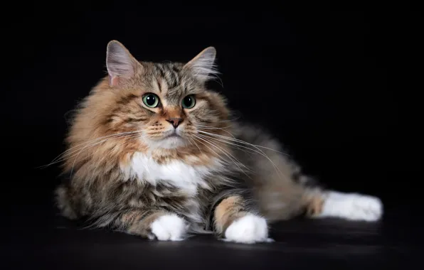 Кошка, уют, дом