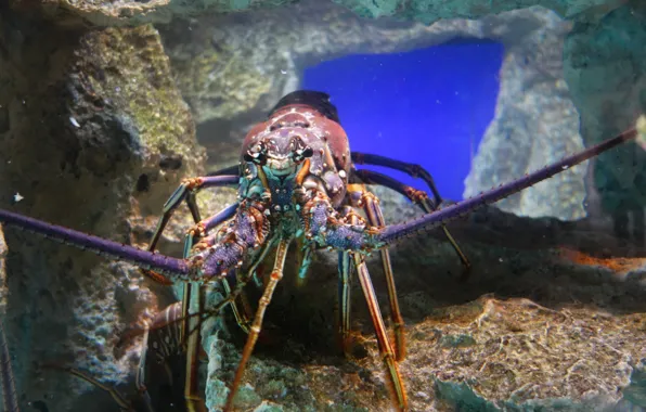 Atlantis, Bahamas, Lobster
