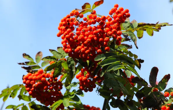 Fruit, twig, mountain ash, res