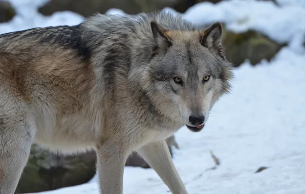Картинка nature, predator, animal, wolf, wildlife, portrait, portrait., Canis lupus. face