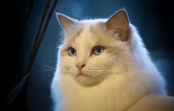 Картинка кошка, взгляд, портрет, красава, Рэгдолл