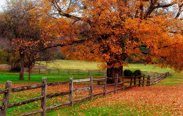Дорога, осень, листья, природа, colors, colorful, road, trees