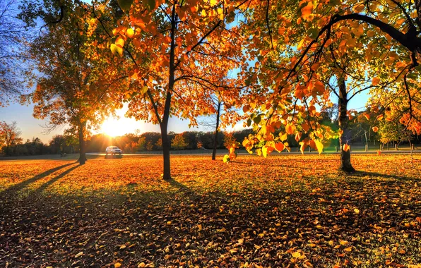 Осень, листья, деревья, закат, природа, фото, рассвет