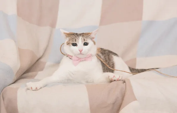Кошка, кот, взгляд, поза, диван, розовый, веревка, лежит