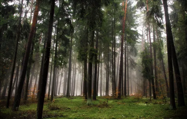 Картинка осень, лес, деревья, туман, хвойные