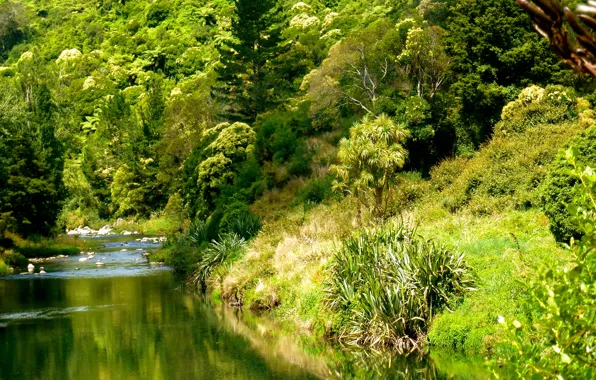 Картинка лес, природа, река, Ohinemuri river