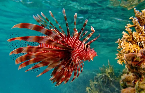 Картинка animal, marine fish, scorpion fish