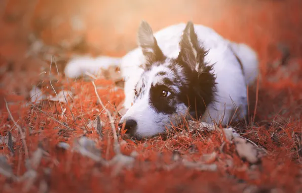 Картинка осень, трава, взгляд, природа, портрет, собака, лежит, бордер-колли