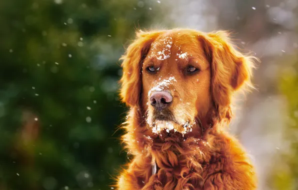Зима, снег, собака