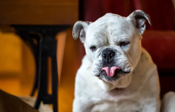 Взгляд, друг, собака