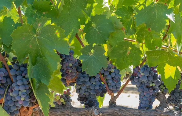 Картинка листва, виноград, виноградник, leaves, grapes, грозди, the vineyard