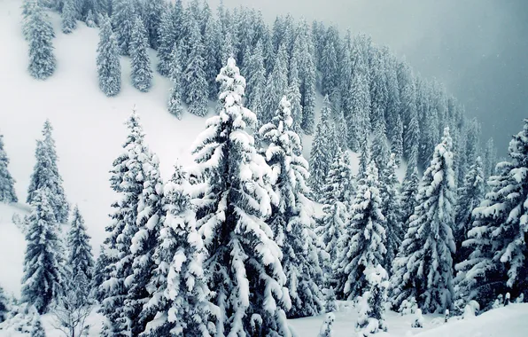 Картинка снег, ветки, елки, гора, сугробы