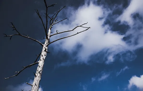 Картинка небо, дерево, минимализм