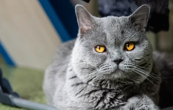 Кошка, кот, взгляд, морда, серый, фон, портрет, пушистый