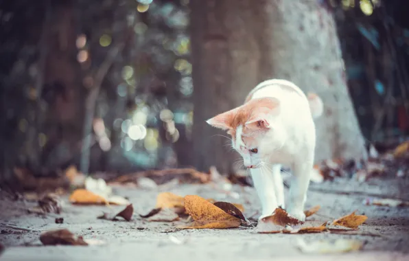 Картинка осень, кошка, кот, листья, котёнок, боке