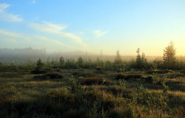 Картинка поле, пейзаж, туман, утро