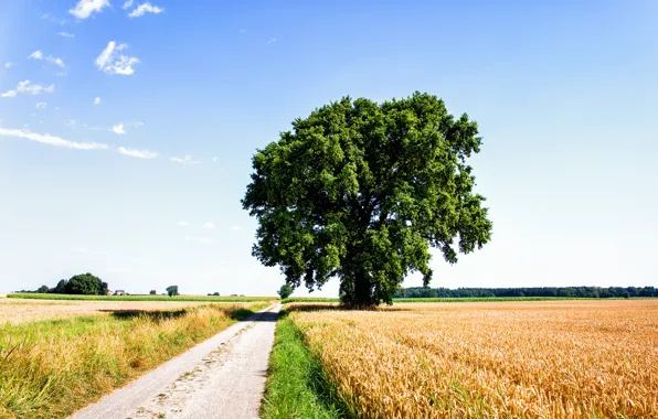 Дорога, поле, облака, рожь, Дерево, nature, clouds, tree