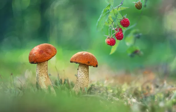 Картинка малина, фото, грибы