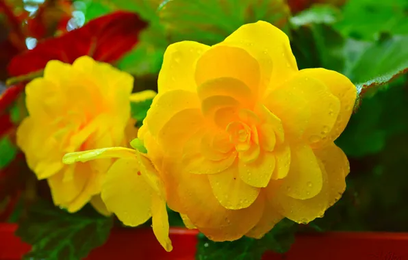 Капли, Drops, Жёлтые цветы, Yellow flowers