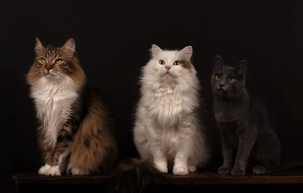Кошка, белый, кот, взгляд, кошки, поза, темный фон, стол