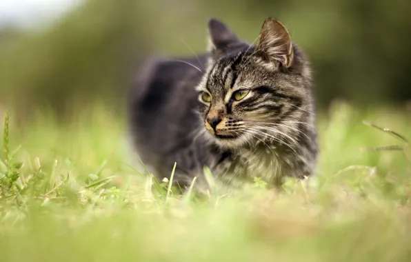Картинка кошка, трава, глаза, кот, взгляд, морда, природа, серый
