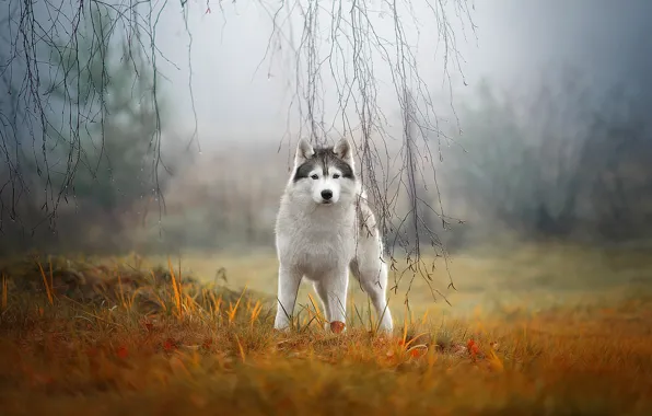 Картинка осень, трава, взгляд, ветки, природа, туман, собака, хаски