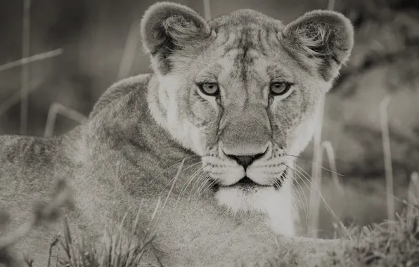 Картинка lion, Africa, Black and White, Kenya, Wildlife, Big Cat, predator (Animal), Maasai Mara National Reserve