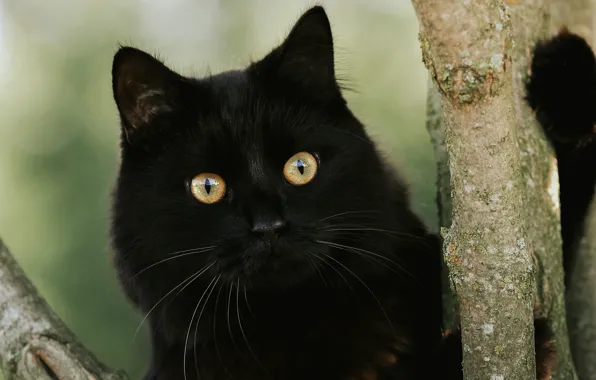 Картинка кот, дерево, черный
