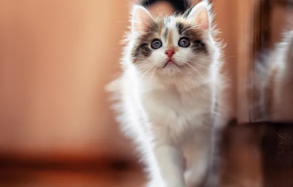 Картинка взгляд, малыш, мордочка, котёнок