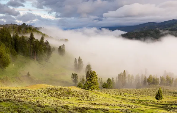Картинка зелень, лес, трава, облака, деревья, горы, туман, склон