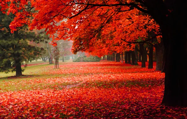 Картинка осень, природа, парк, листва