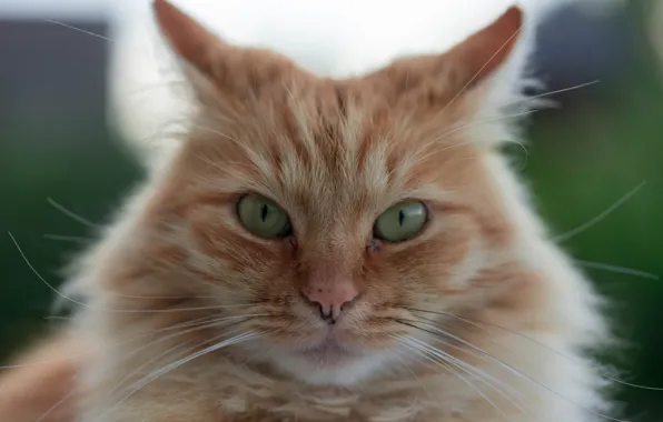Картинка кошка, взгляд, мордочка, рыжий кот