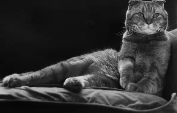 Картинка кот, портрет, чёрно-белая, монохром, Скоттиш-фолд, Шотландская вислоухая кошка