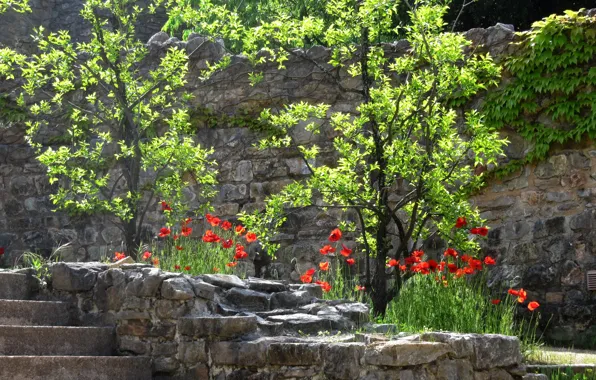 Цветы, маки, ступени, Прованс, Тороне