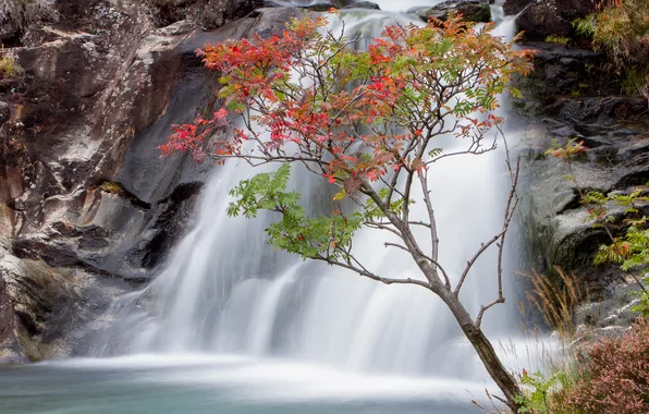 Картинка осень, листья, дерево, скалы, водопад