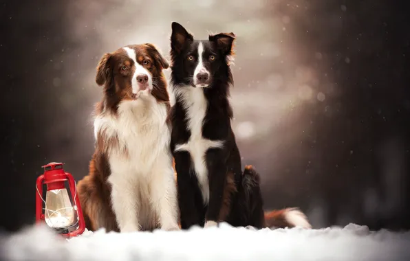 Собаки, снег, фонарь, парочка, боке, две собаки