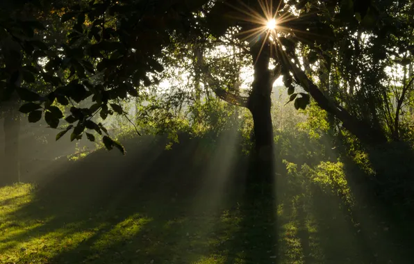 Картинка лес, деревья, пейзаж, природа, туман, растения, forest, trees