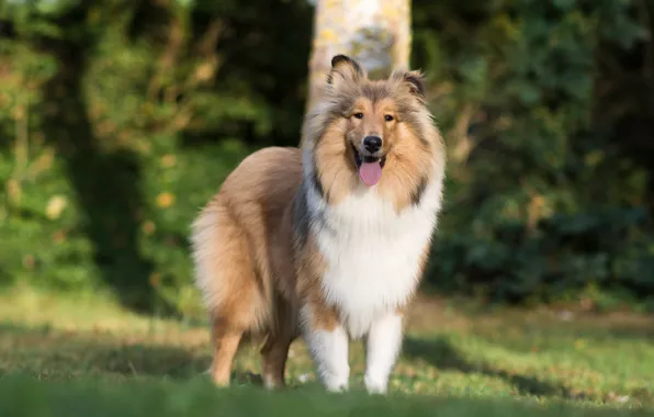 Картинка собака, Шелти, Шетландская овчарка