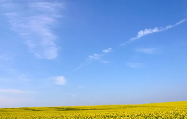 Картинка поле, небо, цветы, Желтое