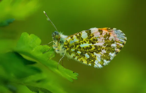 Листья, green, Насекомые, зелёные, leaves, insects