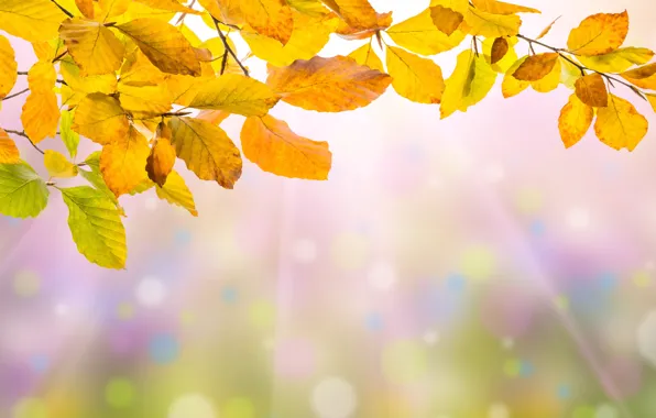 Осень, листья, colorful, background, autumn, leaves, осенние