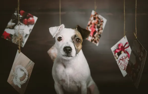 Взгляд, собака, Рождество, мордашка, пёсик, открытки, Парсон-рассел-терьер