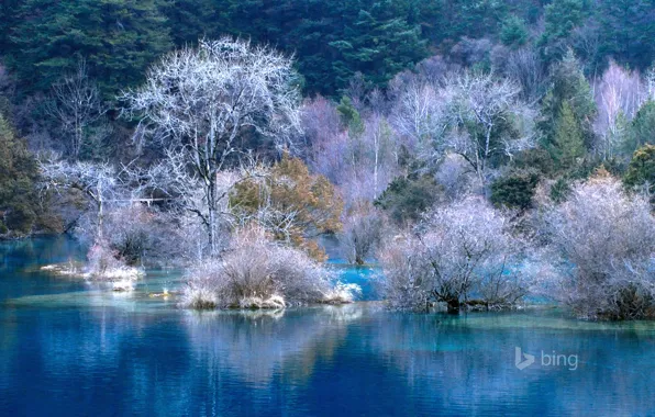 Картинка зима, иней, лес, вода, деревья, пейзаж, река, обои