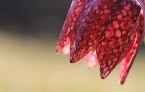 Макро, цветы, природа